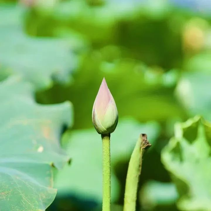 夏日已至，不負韻光